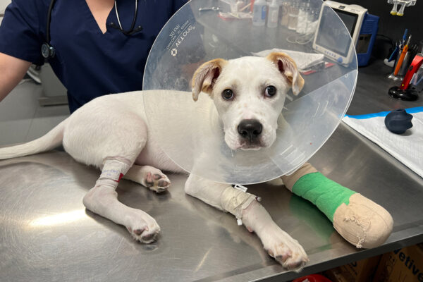 a dog with a cone around its neck