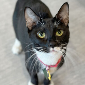 nci3370-lucy-liu-black-white-dsh-032423 a cat looking up at the camera
