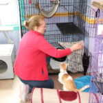 Feline-Care-Home---IMG_9488