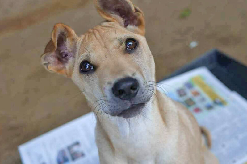 adopt-story-max-ir1264-arrival-in-2018