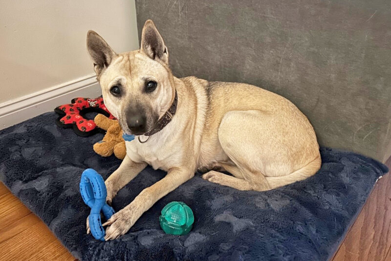 adopt-story-max-ir1264-in-home-img2