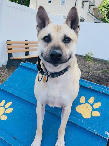 adopt-story-max-ir1264-in-pebble-yard