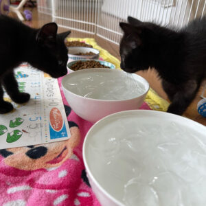 beth-blog-august2023-kittens-on-ice