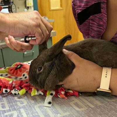 beth-blog-august2023-vet-and-sunny-bunny Sunnybunny at vet.