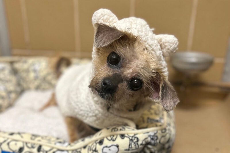 foster-hospice-pooch-2023 Pooch