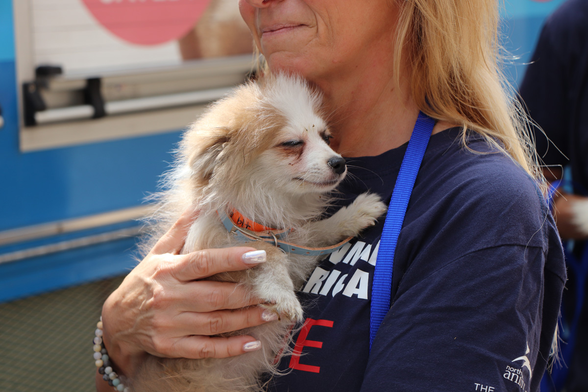 a woman holding a small dog