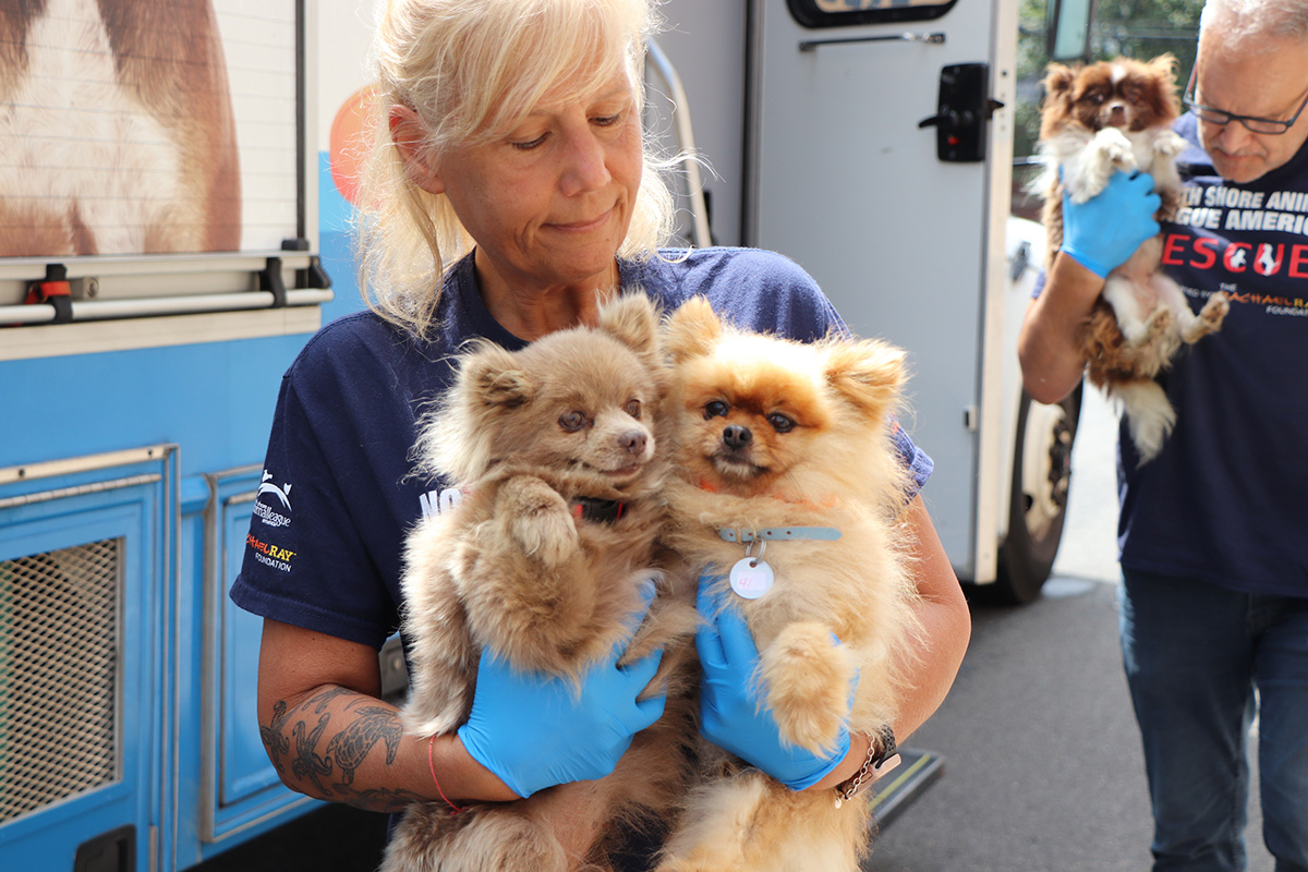 a woman holding two small dogs