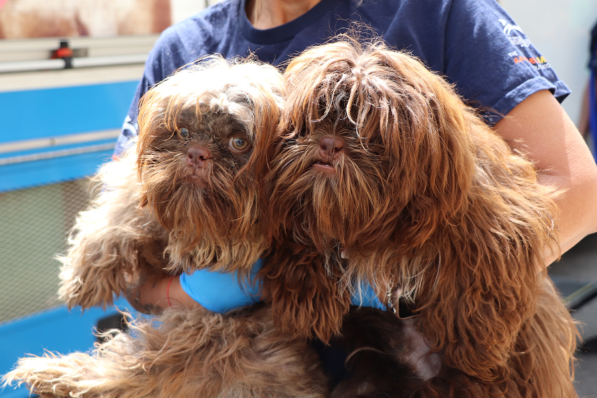 two dogs sitting on a person's lap