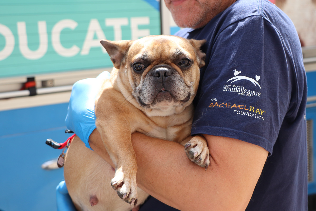 a person holding a dog