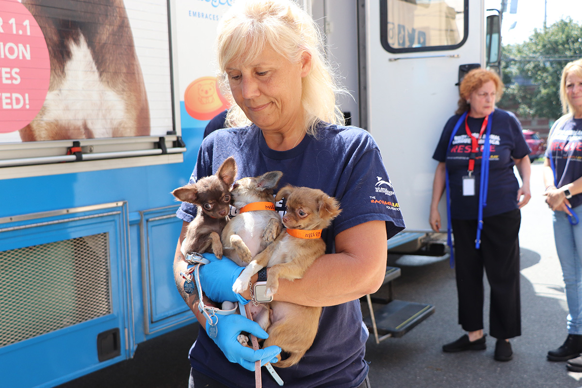 a woman holding several small dogs