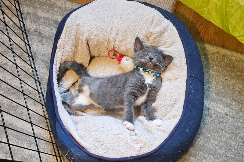 adopt-story-quartz-adopter-pic-1