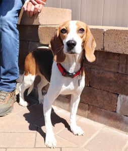 beth-blog-sept2023-brandy a dog standing next to a person