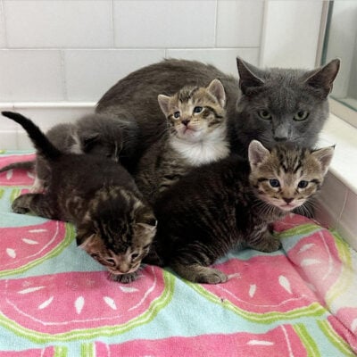 beth-blog-sept2023-momma-hanna-kittens a group of kittens on a blanket