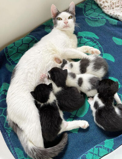 Mama Poppy and Kittens