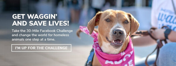 beth-blog-sept2023-walk-and-wag Walk & Wag 30 Mile Facebook Challenge