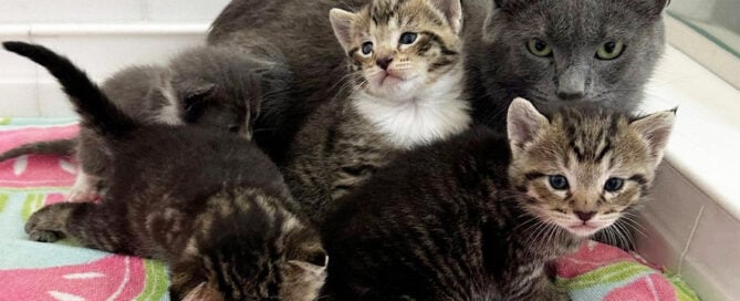 a group of kittens lying together