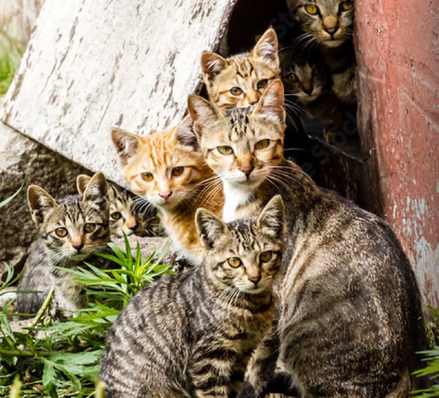 a group of cats in a tunnel