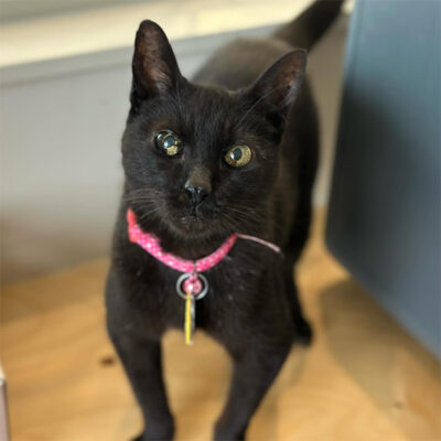 beth-blog-october-cleo Cleo