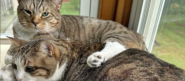 two cats lying on each other