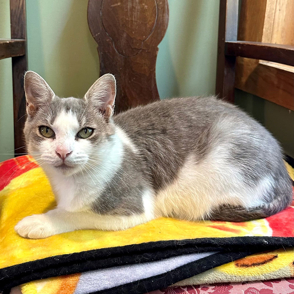 White dsh best sale cat