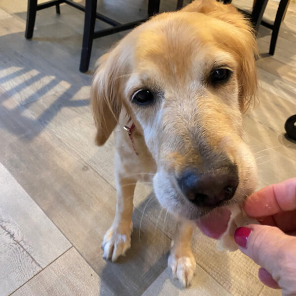 reacue-darla-eating-from-my-hand-for-the-first-time