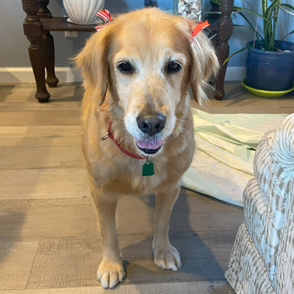 rescue-darla-first-spa-day
