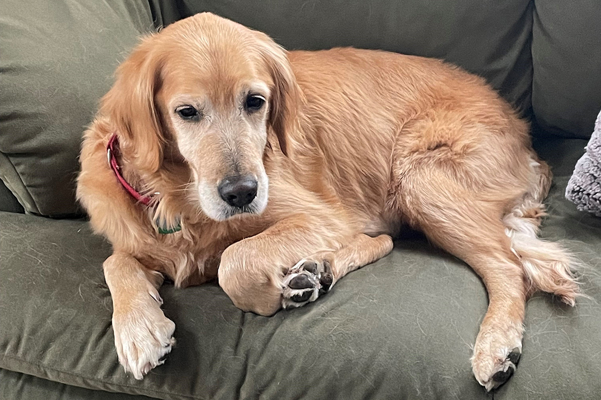 rescue-darla-sittng-on-the-couch-for-the-first-time-2