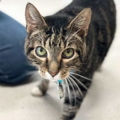 beth-blog-nov-chuck-morris a cat with green eyes