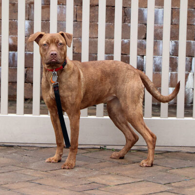 beth-blog-nov-cinnamon a dog standing in front of a white fence