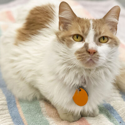 beth-blog-nov-isabel a cat lying on a blanket