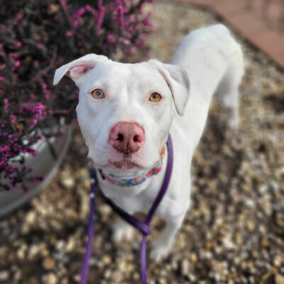 beth-blog-nov-jade a white dog with a purple leash