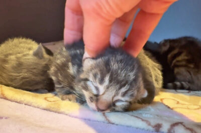 beth-blog-nov-kitten a hand petting a kitten
