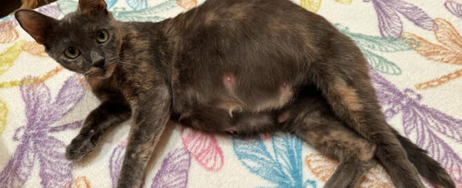 a cat lying on its back