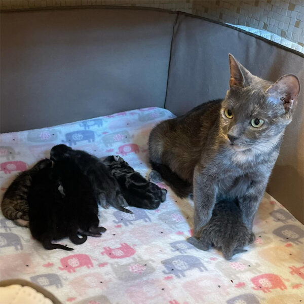 beth-blog-nov-mama-ruby-after a cat sitting on a bed with kittens