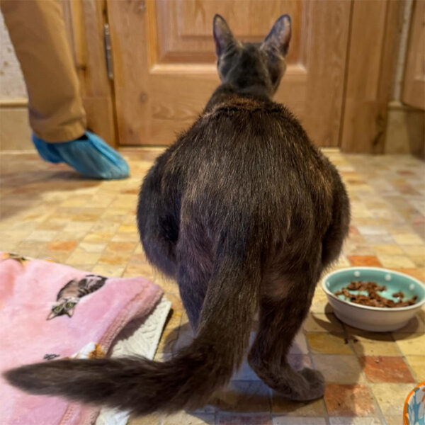 beth-blog-nov-mama-ruby-before a cat sitting on the floor