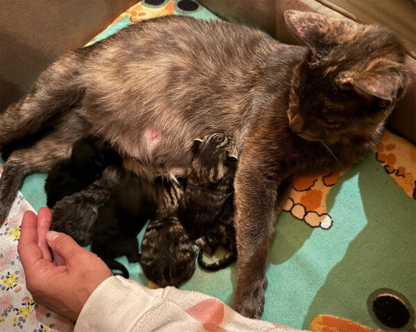 beth-blog-nov-mama-ruby-during a cat nursing her kittens