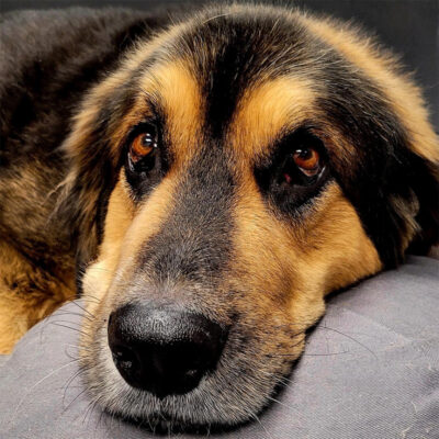 beth-blog-nov-rocky a dog lying on a pillow