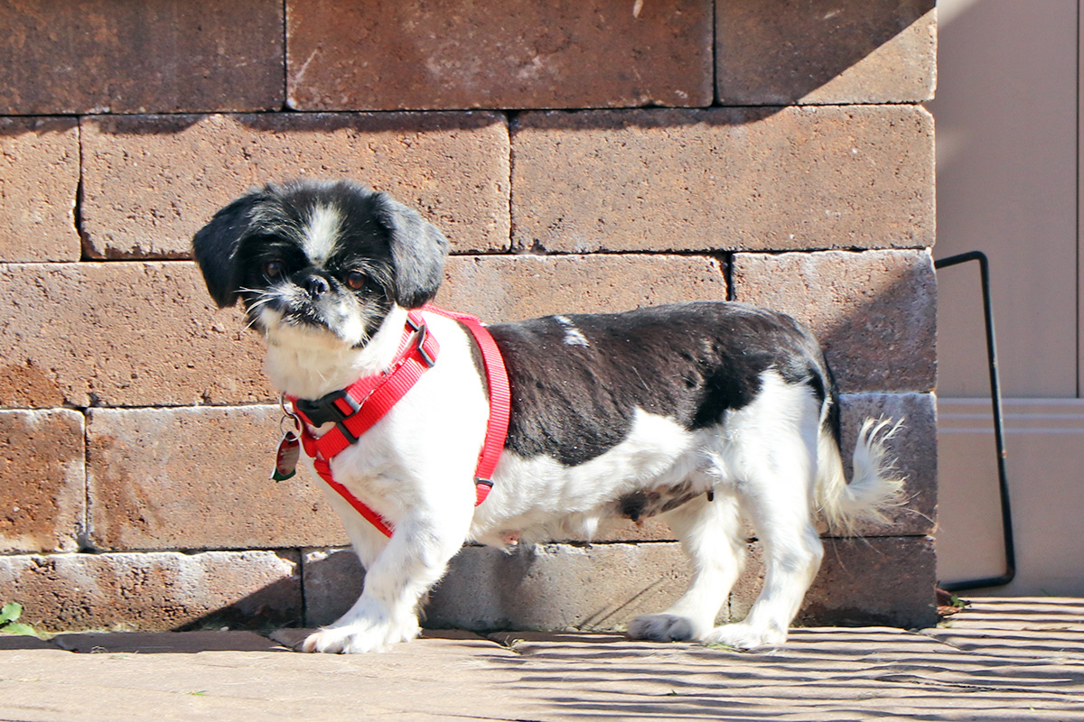 Advantages of Senior Puppy Adoption | Puppy Adoption | Weblog