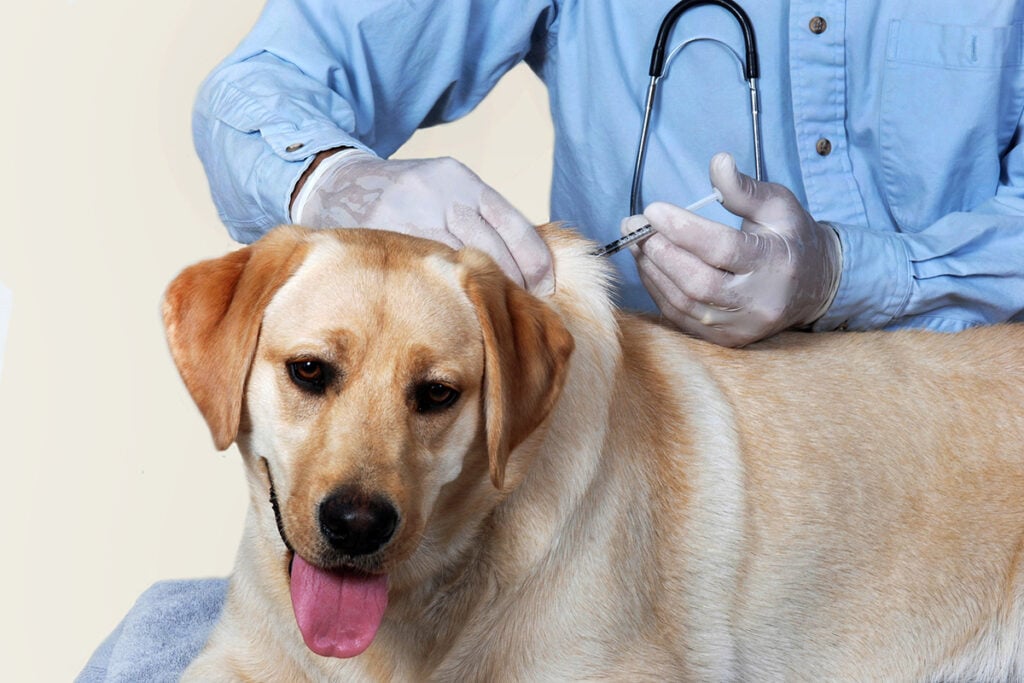medical-canine-vaccination