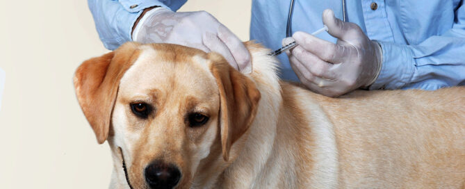 a veterinarian giving a dog a vaccination