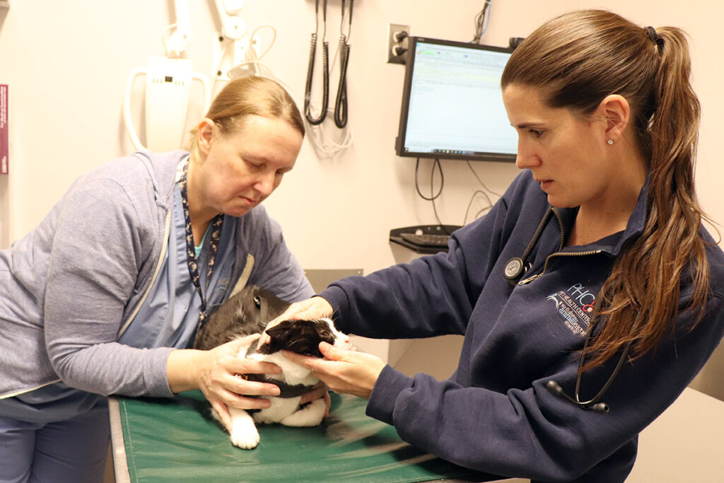 medical-vet-feline-exam-img9444