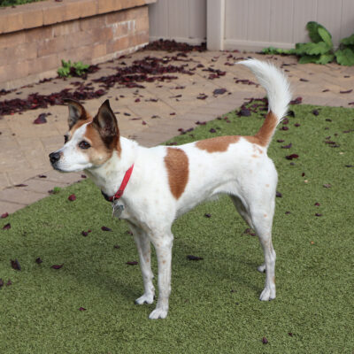 Benefits of Senior Pet Adoption
