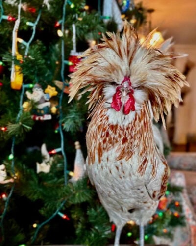 beth-blog-dec-ralph-rooster-after Ralph