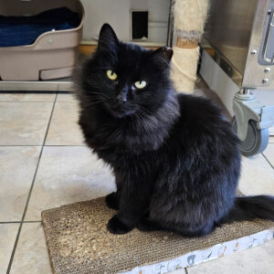a black cat sitting on a cat mat