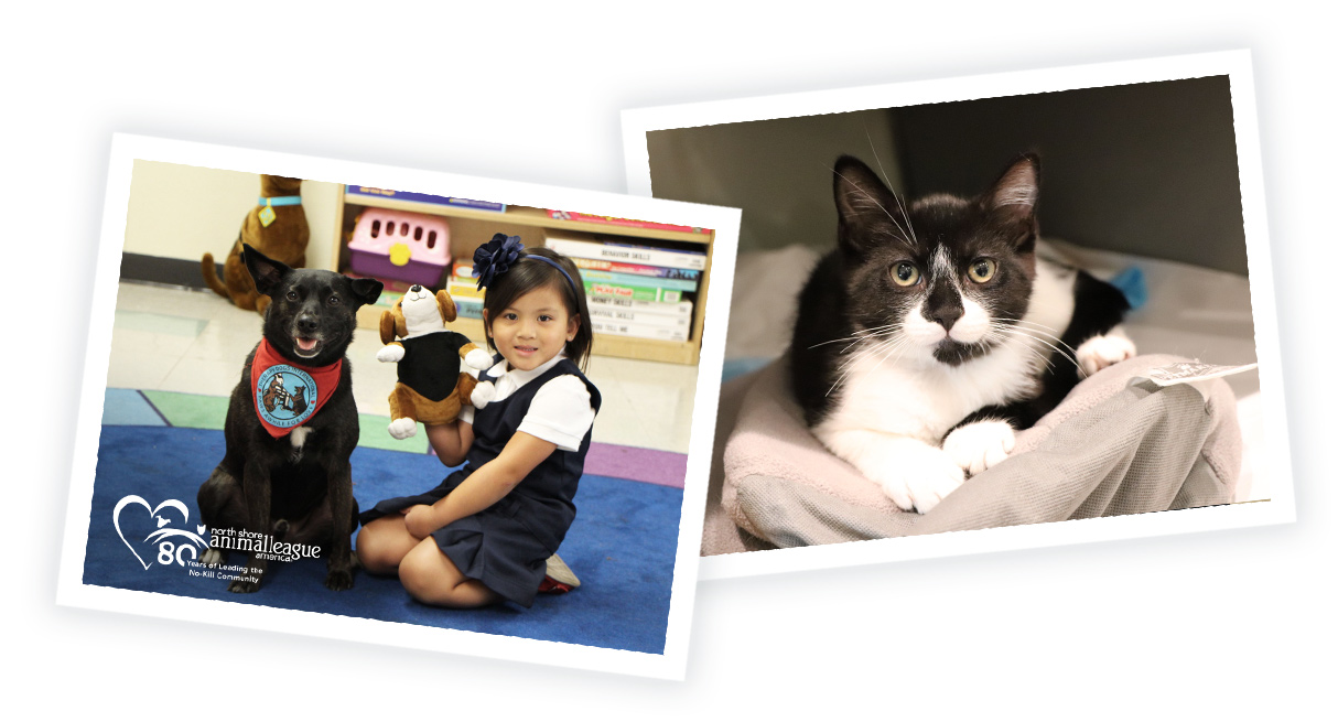 a collage of a girl and a cat