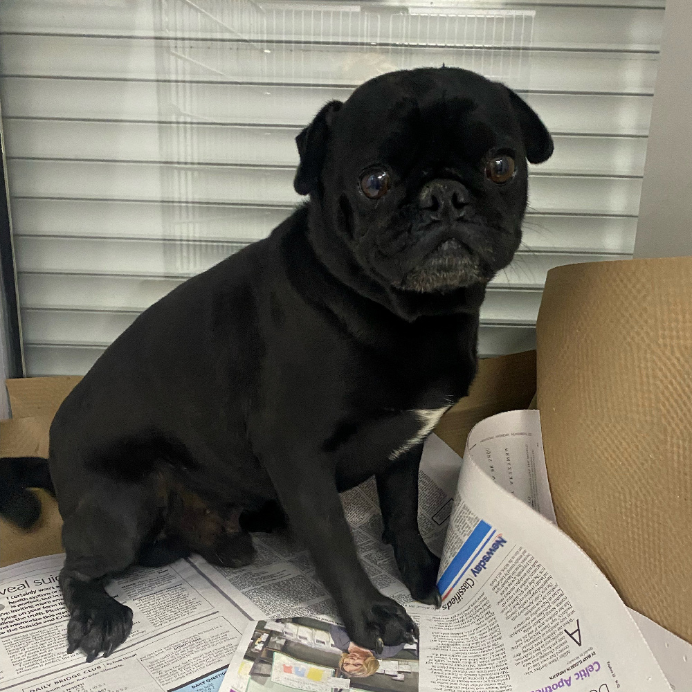 Giving 26 Commercial Breeder Rescues the Gift of a New Beginning