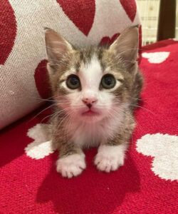 Beth Stern's foster kitten, Bobby B.