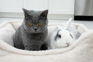 Cocomelon and Stephen