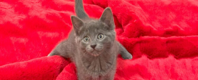 a cat sitting on a blanket