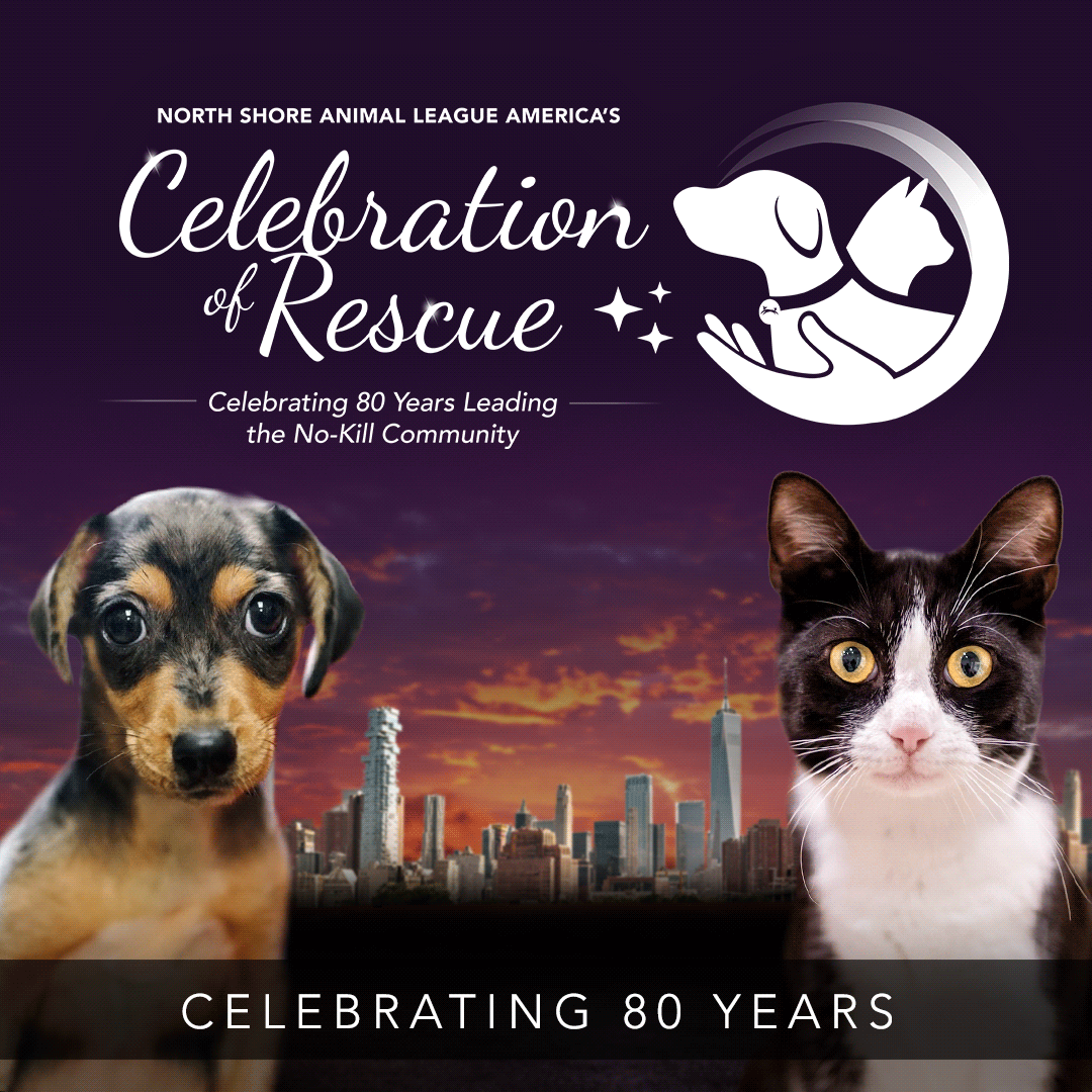 nsala_assets_cor_header_v3b_mobile_gif_2024 Animal League